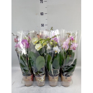 Phalaenopsis   ...mix