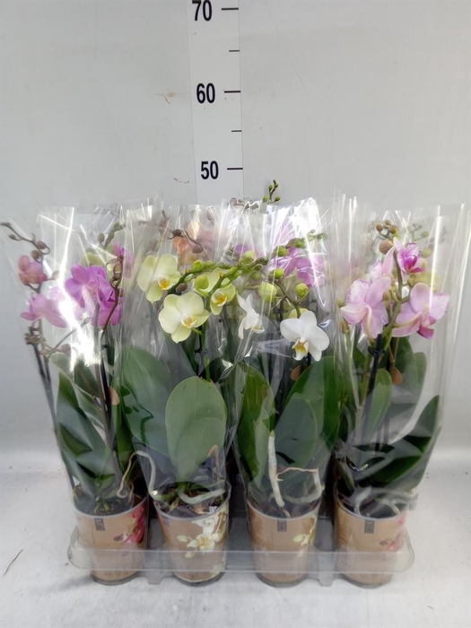 <h4>Phalaenopsis   ...mix</h4>