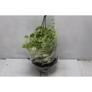 PEPEROMIA SCANDENS C21
