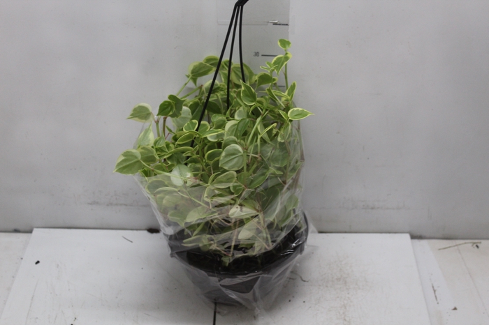 <h4>PEPEROMIA SCANDENS C21</h4>