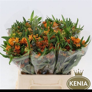 ASCL TUBEROSA