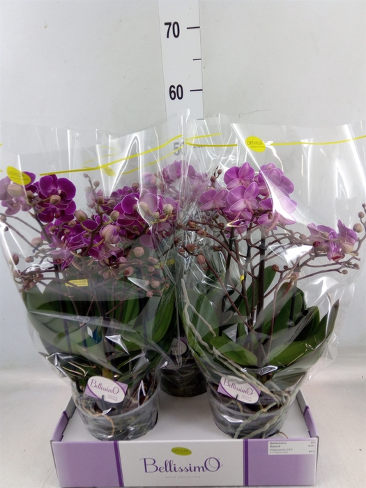 <h4>Phalaenopsis multi.   ...lilac</h4>