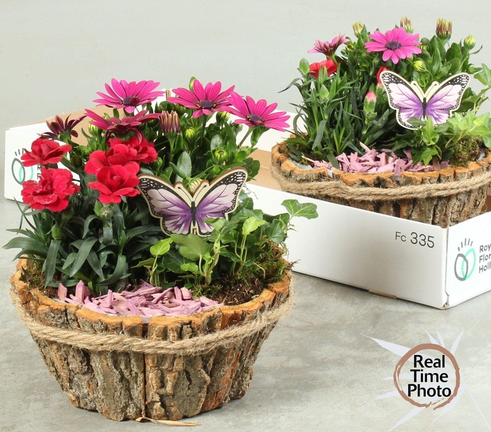 <h4>ARR TUINPLANTEN</h4>