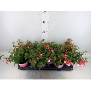 Fuchsia  'Bella Fuchsia Hilda'