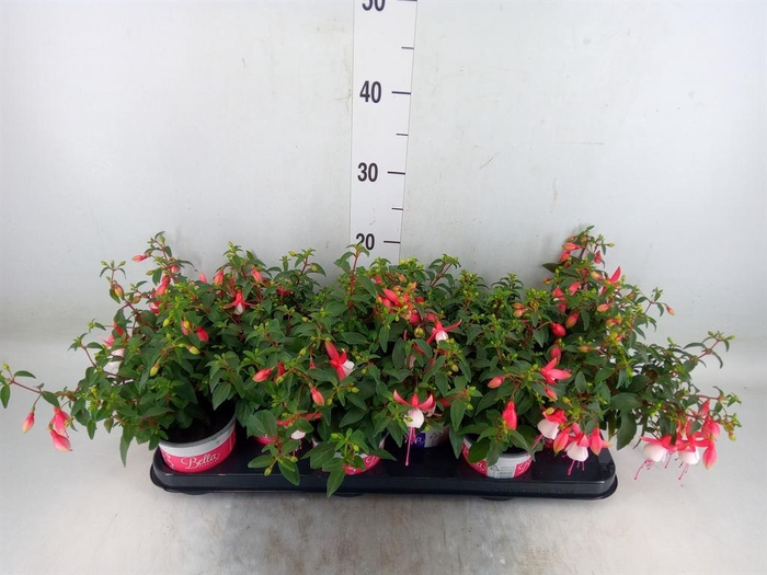 <h4>Fuchsia  'Bella Fuchsia Hilda'</h4>