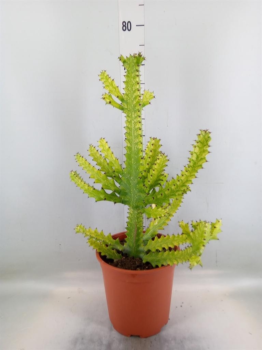 <h4>Euphorbia ...</h4>