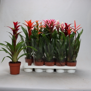 BROMELIA GEM