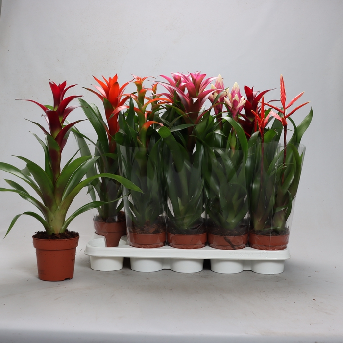 <h4>BROMELIA GEM</h4>