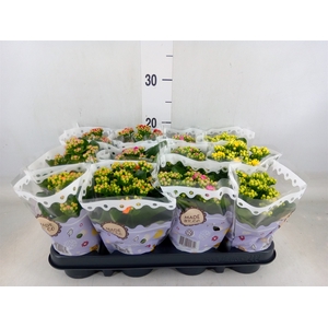 Kalanchoe blos.   ..rosebud mix  5