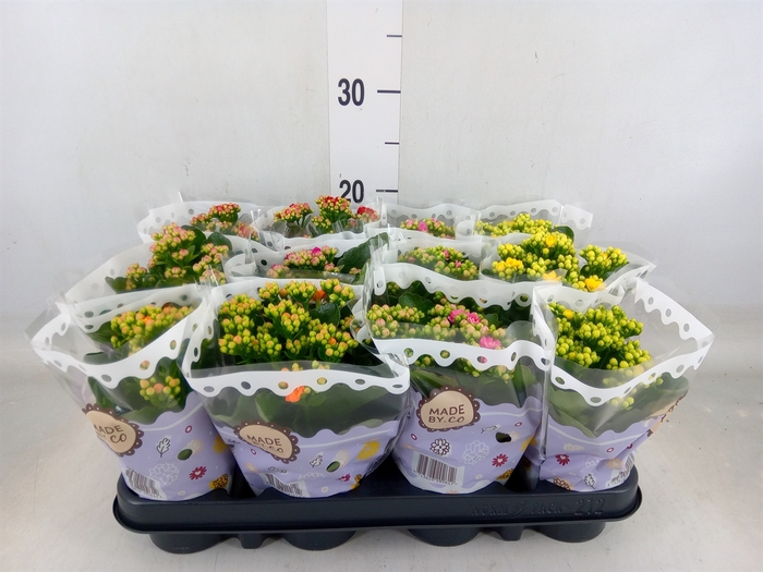 <h4>Kalanchoe blos.   ..rosebud mix  5</h4>