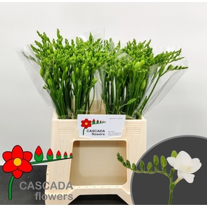 Freesia enk Polar River