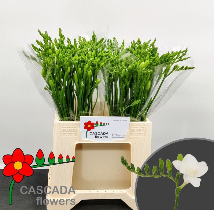 <h4>Freesia enk Polar River</h4>