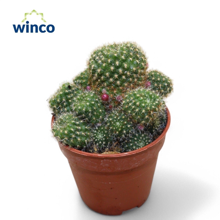 <h4>Rebutia Sunrise</h4>