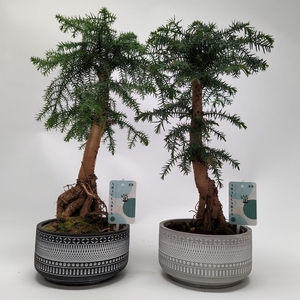Araucaria cunninghamii Bonsai 'Tribal' 18 cm