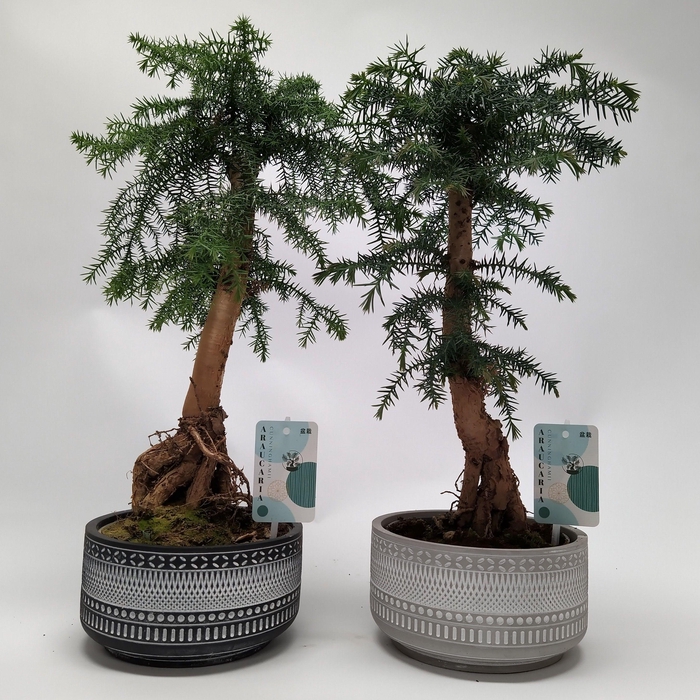 <h4>Araucaria cunninghamii Bonsai 'Tribal' 18 cm</h4>