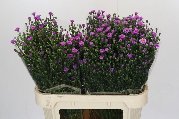 <h4>AST CASAROSA</h4>