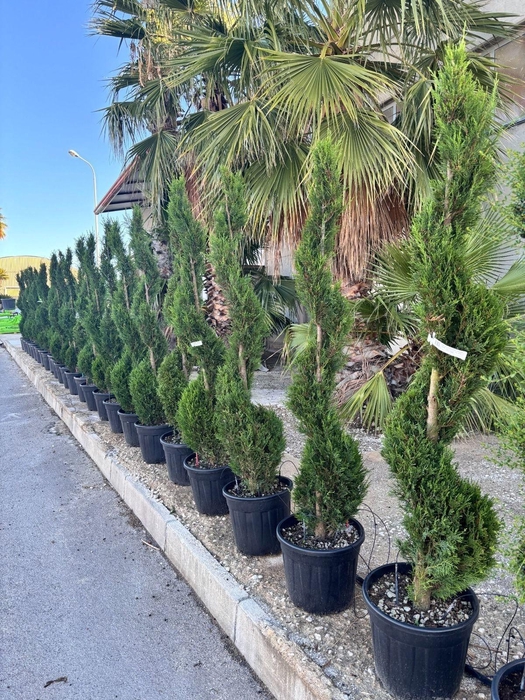 <h4>CUPRES SEMPERVIRENS</h4>