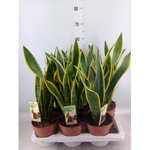 Sansevieria trifa. 'Laurentii'