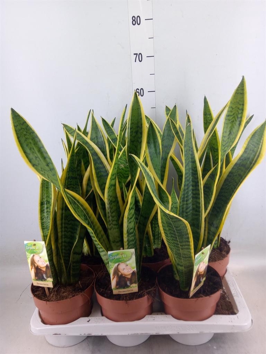 <h4>Sansevieria trifa. 'Laurentii'</h4>