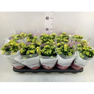 Kalanchoe blos. 'RosDon Amaril'