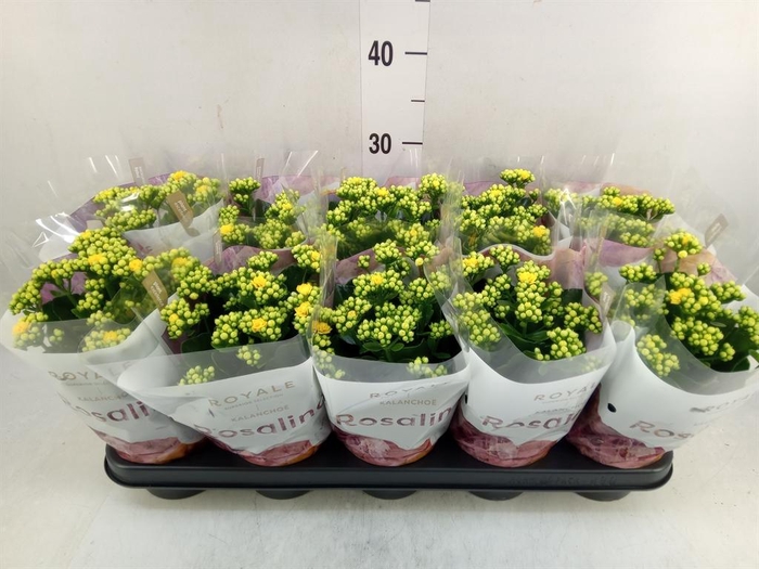 <h4>Kalanchoe blos. 'RosDon Amaril'</h4>