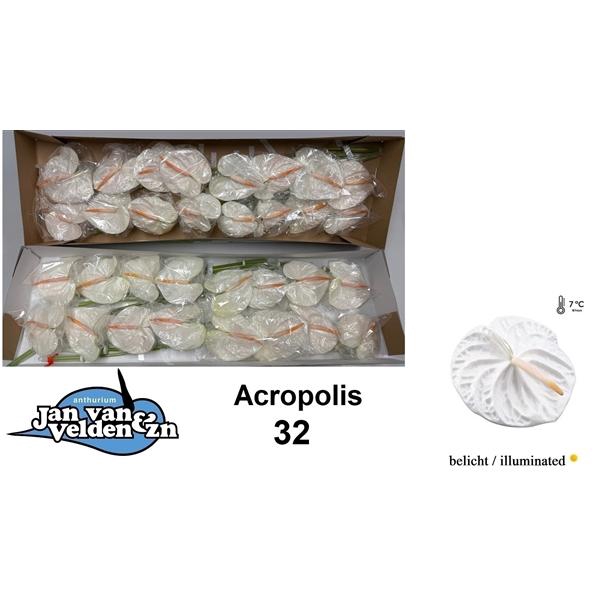 <h4>Acropolis 32</h4>