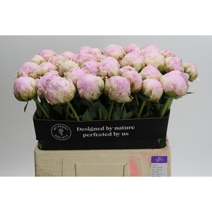 Paeonia Pillow Talk