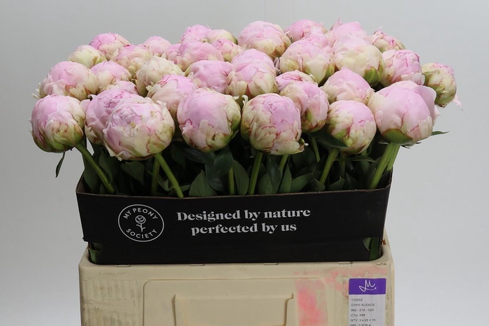 <h4>Paeonia Pillow Talk</h4>
