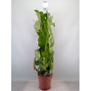 Monstera delic.