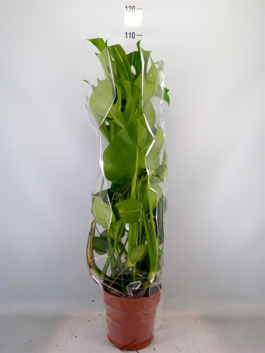 <h4>Monstera delic.</h4>