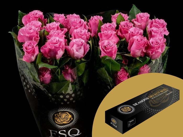 <h4>R GR Breathless Box</h4>