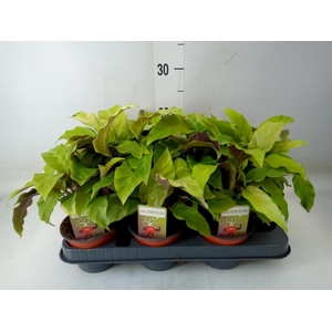 Calathea  'Fusion Yellow'