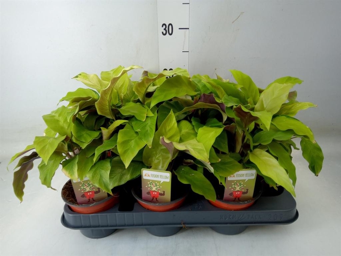 <h4>Calathea 'Fusion Yellow'</h4>