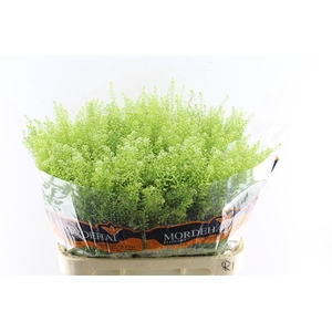 Thlaspi Green Bell 55 Gram