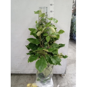 Tetrastigma voinierianum