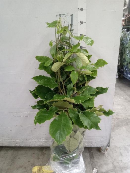 <h4>Tetrastigma voinierianum</h4>