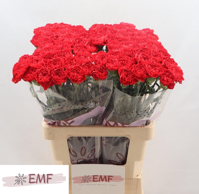 <h4>DI ST SPARTA+</h4>