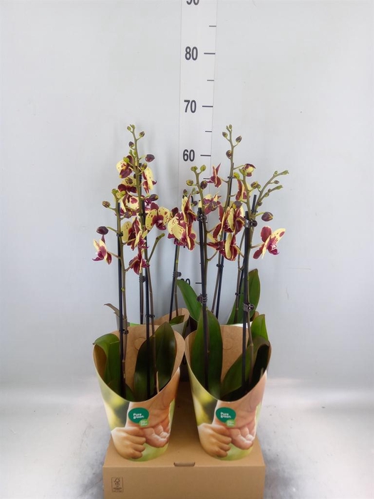 <h4>Phalaenopsis ...yellow</h4>