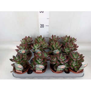 Echeveria pulvinata 'Devotion'