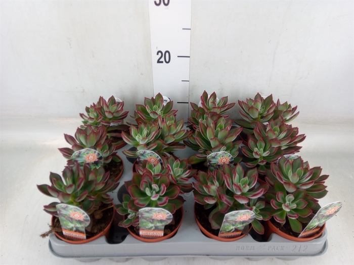 <h4>Echeveria pulvinata 'Devotion'</h4>