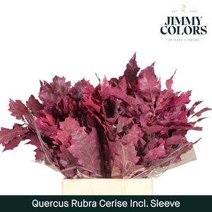 Quercus Rubra sleeve L60 Cerise