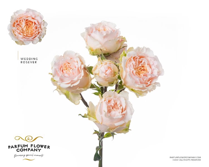 <h4>Rosa Spray Garden Wedding Rosever</h4>