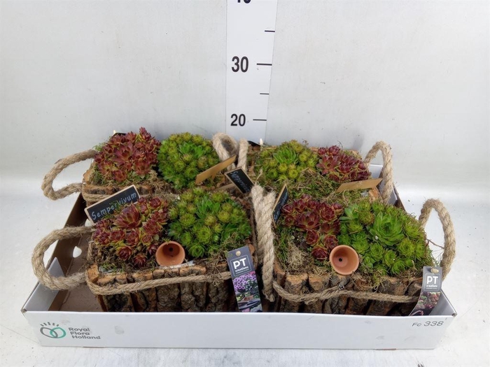 <h4>Arr.  Sempervivum L%</h4>