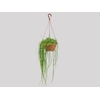 RHIPSALIS MACARRAO C21