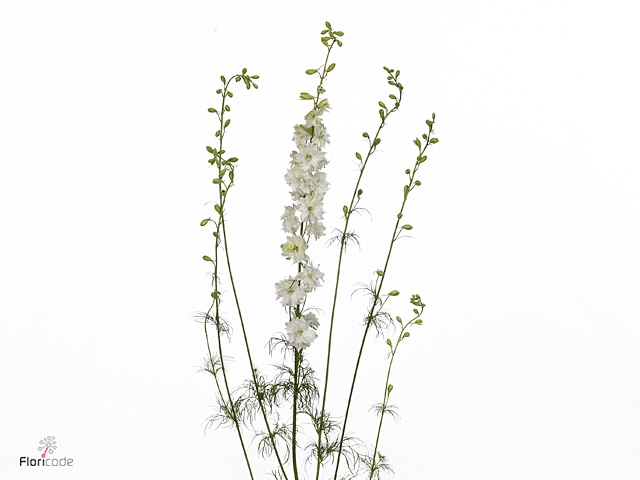 Delphinium Ridderspoor White