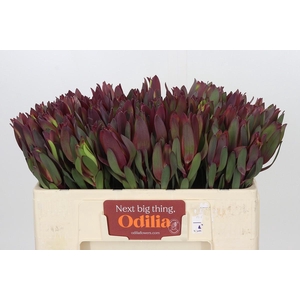 Leucadendron Senorita