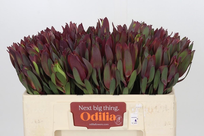 <h4>Leucadendron Senorita</h4>