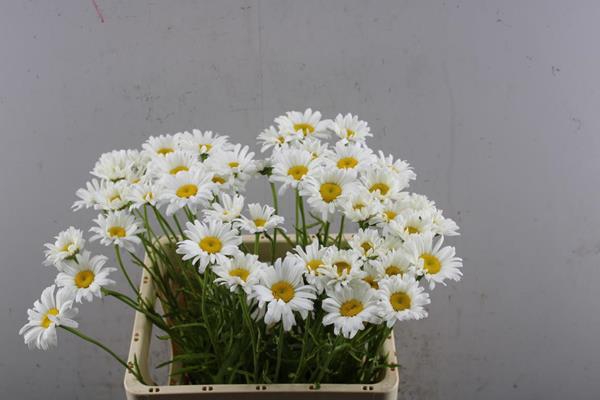 <h4>Leuc Margrieten X50</h4>