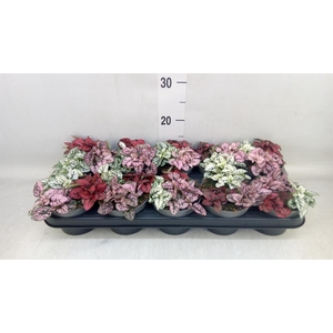 Hypoestes phyllo.   ...mix