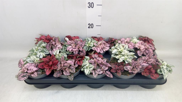 <h4>Hypoestes phyllo.   ...mix</h4>